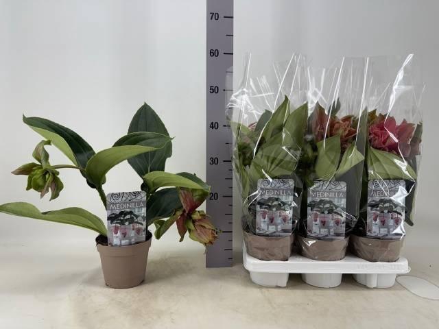 Medinilla Magnifica Dolce Rossa 14Ø 35cm 2fl