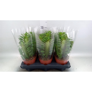 Euphorbia trigona