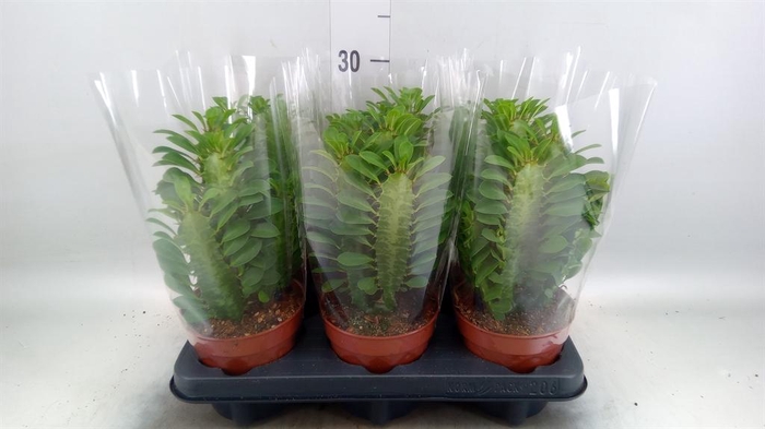<h4>Euphorbia trigona</h4>