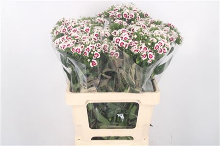 <h4>Di Barb Sweet Will Bicolor</h4>