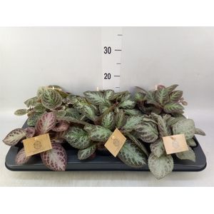 Episcia   ...