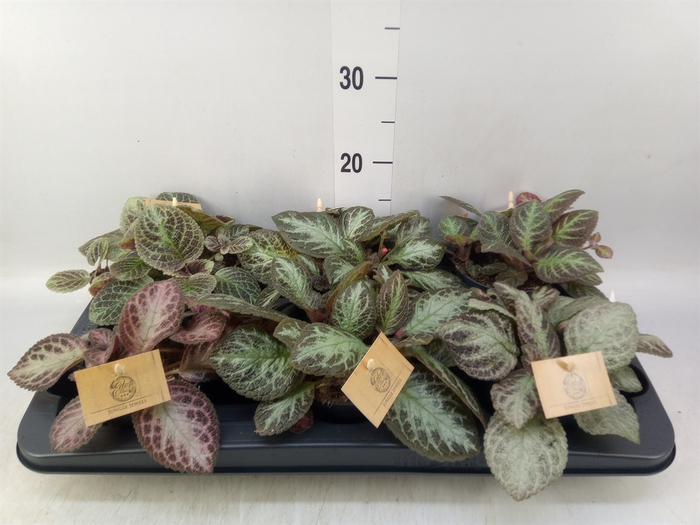 <h4>Episcia   ...</h4>