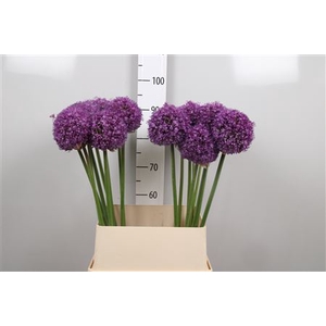 Allium Ambassador