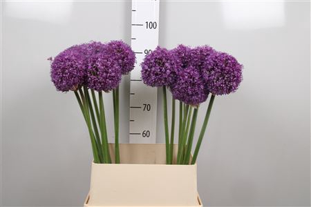<h4>Allium Ambassador</h4>