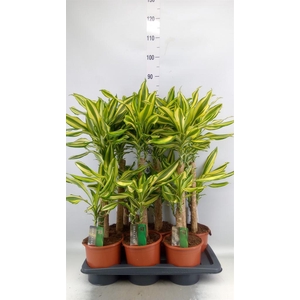 Dracaena frag. 'Yellow Coast'