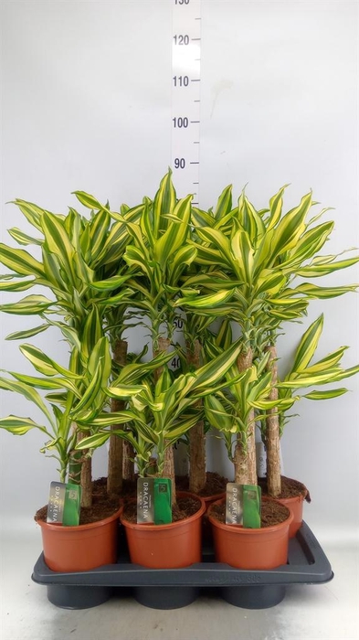 <h4>Dracaena frag. 'Yellow Coast'</h4>