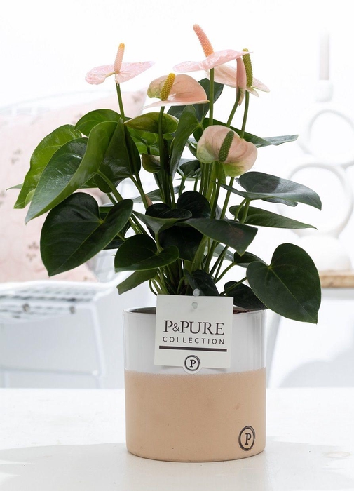 <h4>Anthurium pink (Spirit) in P&PURE Rosy ceramics</h4>