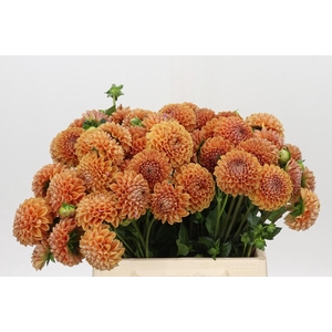 Dahlia Cornel Bronze