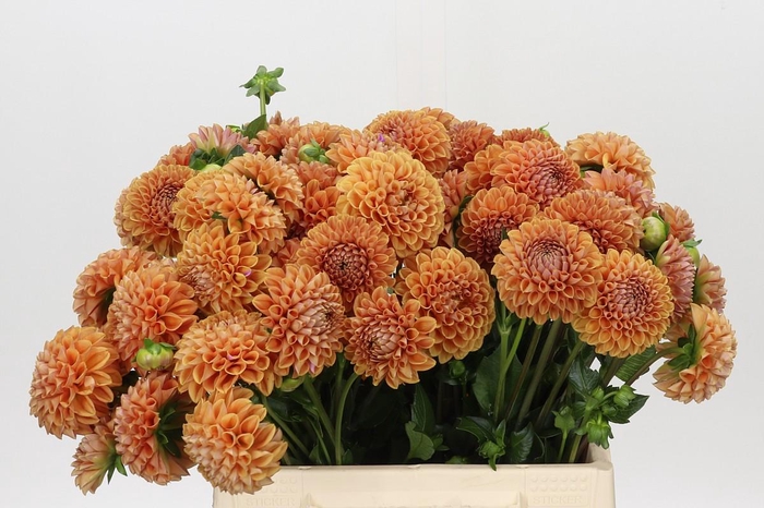 <h4>Dahlia Cornel Bronze</h4>