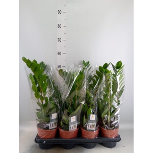 Zamioculcas zamiifolia