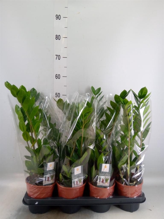 <h4>Zamioculcas zamiifolia</h4>