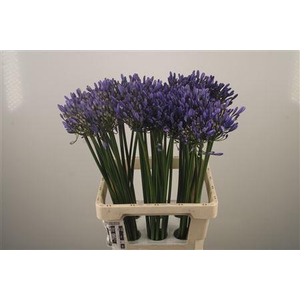 Agapanthus Uri Blue