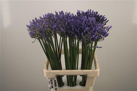 <h4>Agapanthus Uri Blue</h4>