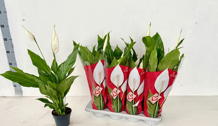 <h4>SPATH SWEET BENITO</h4>