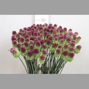 Allium Sphaerocephal