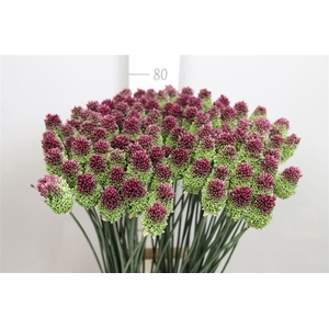 Allium Sphaerocephal