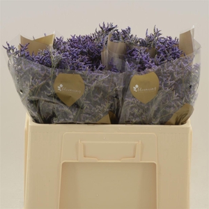 Limonium Safora Dark Blue