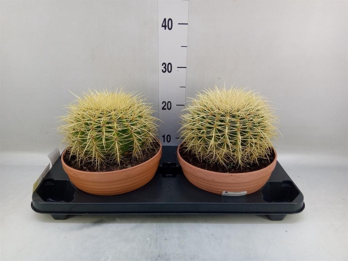 <h4>Cactus   ...</h4>