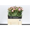 Paeonia Sarah Bernhardt