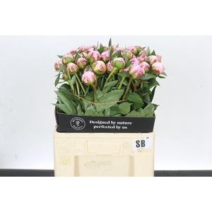 Paeonia Sarah Bernhardt