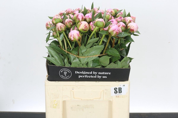 Paeonia Sarah Bernhardt