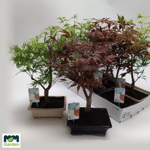 BONSAI GEM