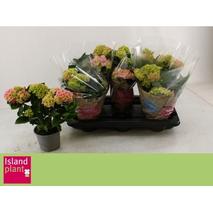 HYDR M SCHONE BAUTZN