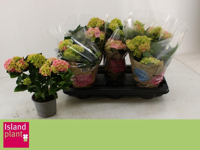 <h4>HYDR M SCHONE BAUTZN</h4>