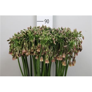 Nect Siculum Bulgar