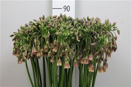 <h4>Nect Siculum Bulgar</h4>