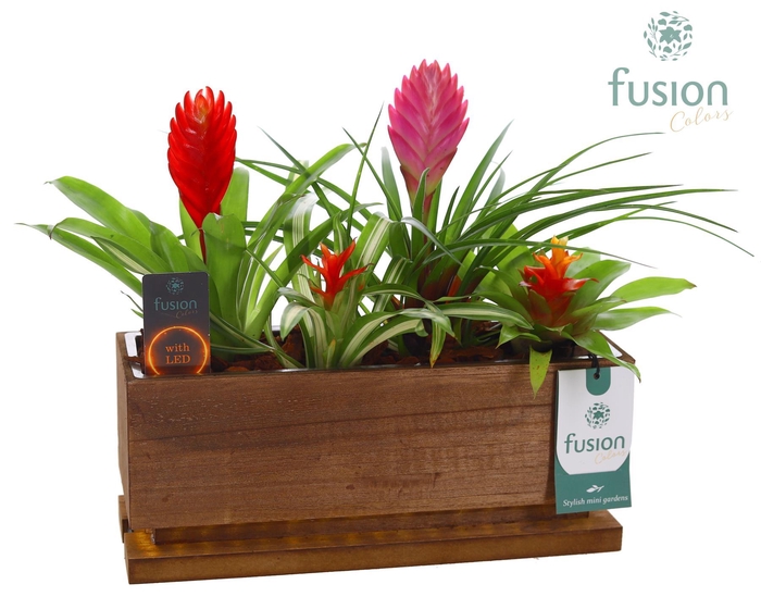 <h4>The Green Lighting Garden LED Medium lang met Bromelia</h4>