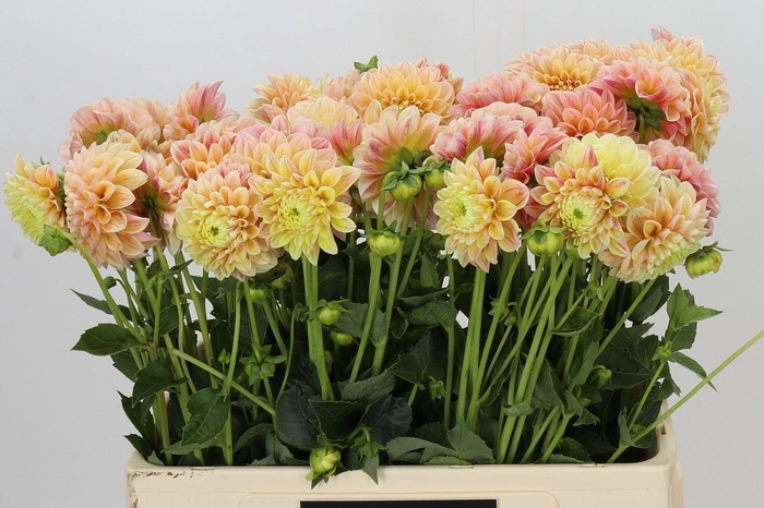 Dahlia Sweet Suzanne