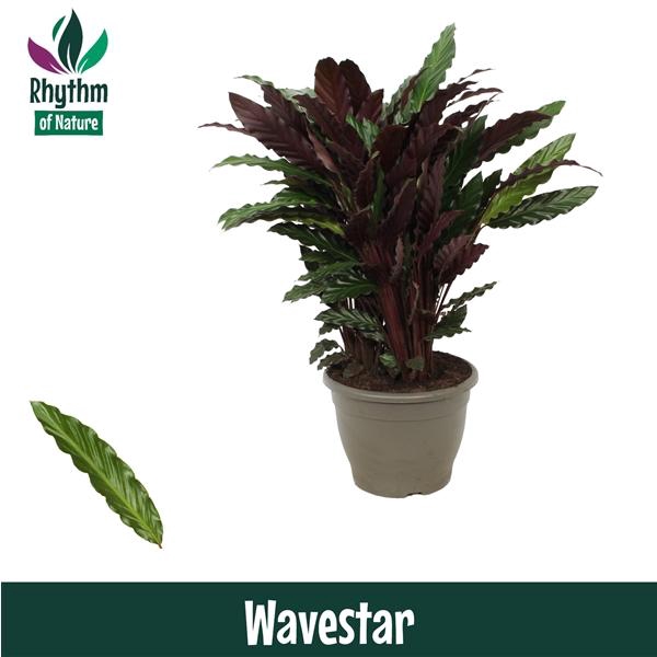 <h4>Calathea rufibarba 'Wavestar'</h4>