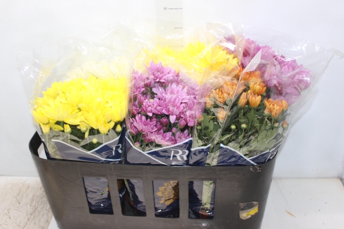 <h4>ANTHURIUM VARIADO P15</h4>