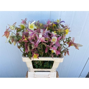 Aquilegia Mix