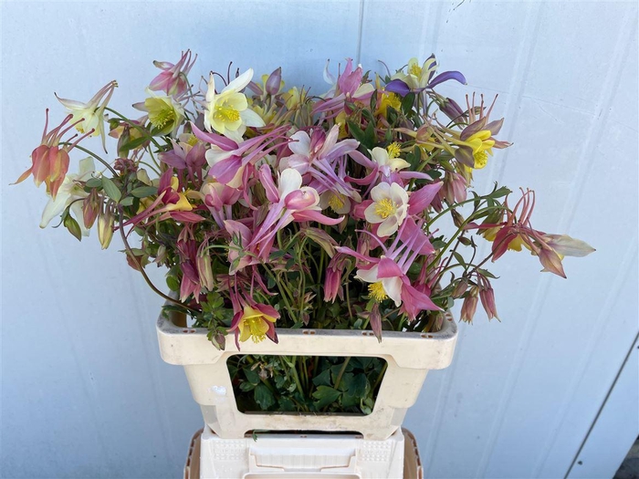 <h4>Aquilegia Mix</h4>