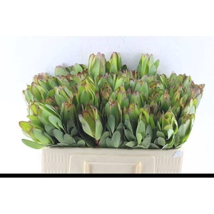 LEUCAD SAF GOLDSTRIK