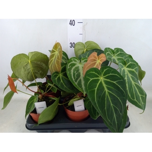 Anthurium   ...