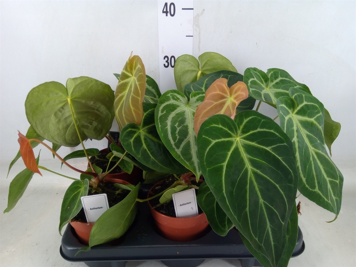<h4>Anthurium   ...</h4>