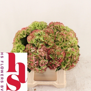 HYDR M ROYA PRINC CL