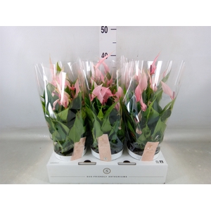 Anthurium andr. 'Lilli'