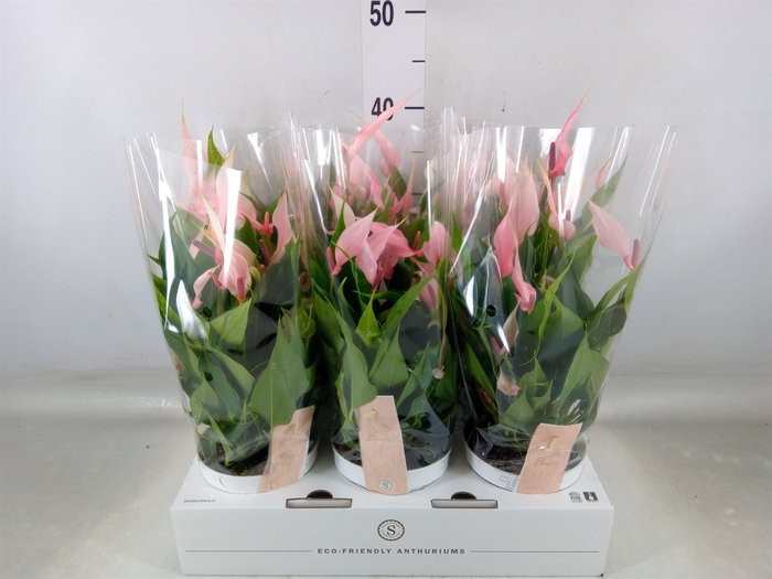 <h4>Anthurium andr. 'Lilli'</h4>