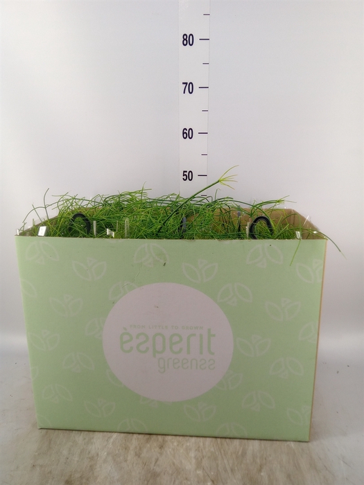<h4>Rhipsalis baccifera 'Oasis'</h4>