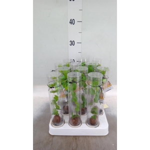 Dioscorea elephantipes