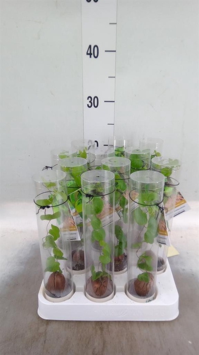 <h4>Dioscorea elephantipes</h4>