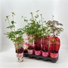Paeonia gemengd