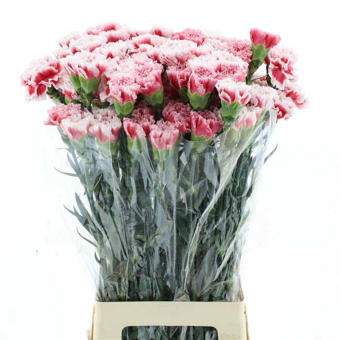 <h4>Di St Col Safari Bicolor Red</h4>