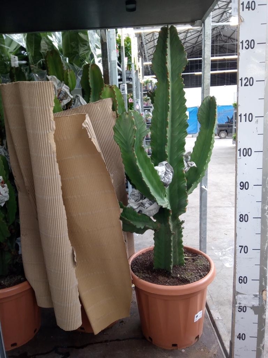 <h4>Euphorbia ingens</h4>