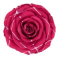 <h4>Roos XL Festival pin-03</h4>