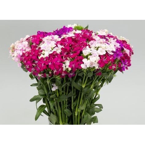 Dianthus Br Am Mix (promo)
